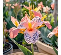 Canna,Radici selezionate di canna,perenne,rresistenti al freddo e alla siccità.Perfetto per i bordi-Garden,capolavori in vaso eleganti-2 Rizoma-C