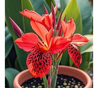 Canna,Radici selezionate di canna,perenne,rresistenti al freddo e alla siccità.Perfetto per i bordi-Garden,capolavori in vaso eleganti-5 Rizoma-A