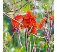 canna raro giardino sul balcone giardino roccioso tappezzanti roccioso in vaso interno all'aperto balcone rialzato con letto resistenti 4bulbi