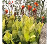 canna resistenti balcone rialzato letto decorazione d'appartamento ufficio giardino 9bulbi