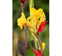 Canna Rhizome, perfetto per interni ed esterni, resistente alla siccità, gioco di colori unico, multicolore ad alto rendimento, resistente all'inverno, 4 cipolle