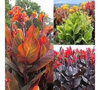 Canna Rhizome, perfetto per interni ed esterni, resistente alla siccità, gioco di colori unico, multicolore, resistente all'inverno, 2 cipolle