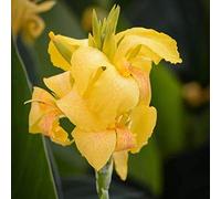 Canna Rhizome, perfetto per interni, resistente ai deodori, resistente alla siccità, gioco di colori unico, multicolore ad alto rendimento, resistente all'inverno, esterno, 4 cipolle