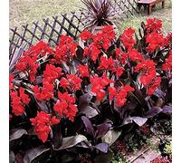 Canna Rhizome, perfetto per interni, resistente ai deodori, resistente alla siccità, gioco di colori unico, multicolore, resistente all'inverno, esterno, 5 cipolle