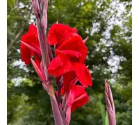 canna tappezzanti balcone rialzato con letto raro giardino sul balcone in vaso resistenti in vaso giardino decorazioni per esterni 7bulbi