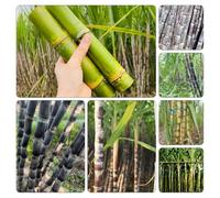 canna zucchero semi biologici balcone semi di interno giardino 300pcs