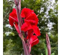 cannabinoidi Aiuole rialzate per il giardino,decorative resistenti all'ombra,ideali per decorare il davanzale.4bulbi