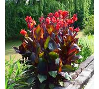 cannabinoidi decorazioni giardino,arredamento moderno per il soggiorno decorazioni per ufficio,giardino esterni esterno resistenti 6bulbi