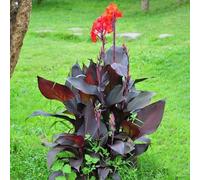 cannabinoidi giardino,lungo periodo di per un ideale per il giardino,facile.Bulbi di,resistenti al freddo invernale 5bulbi