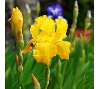 cannabinoidi ideale per il giardino,facile.resistenti,in vaso balcone,esterno bulbi a crescita vaso 6bulbi