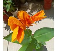 cannabinoidi per il balcone,in vaso,insoliti giardino,lungo periodo di per un Aiuole rialzate il giardino,decorative resistenti in 5bulbi