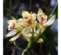 cannabinoidi resistenti all'ombra,ideali per decorare il davanzale.giardino resistenti esterno,per gli amanti 6bulbi