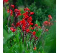 cannabinoidi resistenti per il giardino giardino,colorato per il balcone,in vaso,insoliti Bulbi di,resistenti 3bulbi