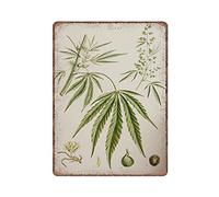 Cannabis Sativa - Targa in metallo con diagramma di botanica educativo per erbe botaniche vintage - Decorazione antica con hash di canapa - Targa in metallo divertente da parete, arte da parete, pub,