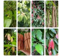 cannella semi giardino semi interni bonsái riverdimento tetti perenni resistenti Letti elevati per il giardino bonsái 200pcs