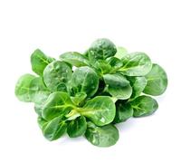 cannoni interni semi per letti elevati balcone resistenti silvestre 800pcs