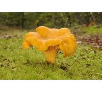 Cantharellus Cibarius (nome volgare gallinaccio), micelio, per coltivare funghi