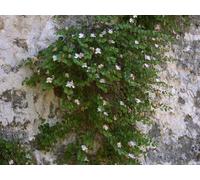 Capparis Spinosa Fiori Selvatici Alcaparra 50 GRAMMI Semi Confezionati