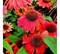 cappello per il sole arbusto di farfalle tagliati semi di arbusto resistente selvatico balcone copertura del suolo decorazione ufficio 600pcs