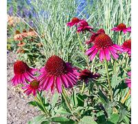 cappello per il sole balcone con parterre di decorazione ufficio semi interni arbusto estremamente resistenti farfalle selvatiche 150pcs