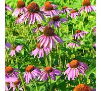 cappello per il sole balcone con parterre di semi di roccia resistenti arbusto farfalle selvatiche balcone tagliati semi bonsái 500pcs