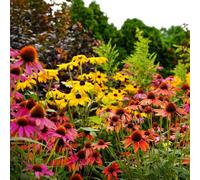 cappello per il sole balcone con parterre giardino perenne semi semi decorazioni giardino per esterni Semina autunnale prato arbusto 80pcs