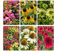 cappello per il sole copertura del suolo arbusto di farfalle di roccia resistenti semi semi estremamente resistenti 1500pcs