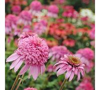 cappello per il sole decorazione ufficio semi da giardino semina autunno roccia resistente balcone con parterre arbusti 450pcs