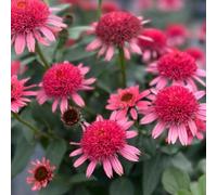 cappello per il sole estremamente resistente balcone con parterre giardino selvaggio balcone interni decorazione ufficio semi 450pcs