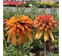 cappello per il sole perenni di roccia estremamente resistenti resistenti balcone con parterre di interni semi arbusto 300pcs