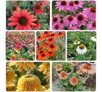 cappello per il sole semi balcone, perenne resistenti interni arbusti resistenti roccia resistenti semi selvatici 2000pcs