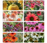 cappello per il sole tagliato copertura del suolo decorazioni giardino per esterni interni roccia resistente semi selvatici semi 2000pcs