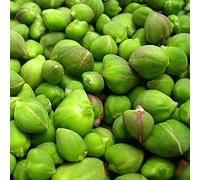 cappero capparis spinosa da balcone resistenti semi da cucina giardino sabroso colonnari 125pcs