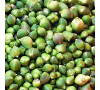 Cappero - capparis spinosa decorazione semi di ciondoli, resistenti, perenni da balcone resistenti selvatici scalatrici perenni, 35pz