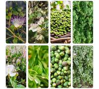 cappero capparis spinosa di cucina giardino colonnari balcone resistenti semi medicinali selvatici cucina 25pcs