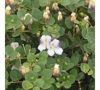 cappero capparis spinosa di interni esotici giardino medicinali semi cucina cucina giardino balcone resistenti selvatici 65pcs