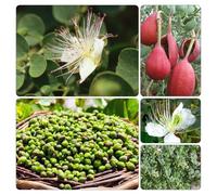 Cappero - capparis spinosa resistenti, vaso semi di interno verdi semi biologici rampicanti di giardino balcone 200pcs