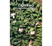 CAPPERO (Capparis spinosa) (SEMI)