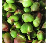 Cappero - capparis spinosa semi di giardino semi di resistenti, vaso giardino verdi interno orticole vaso 130pcs