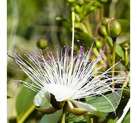cappero capparis spinosa semi interni esotici giardino medicinali perenne resistenti sabroso balcone resistenti 150pcs