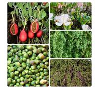 Cappero - capparis spinosa semi selvatiche saporito vaso 125pcs