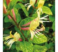 Caprifoglio Aureoreticulata giapponese 2L - Una delle varietà più decorative