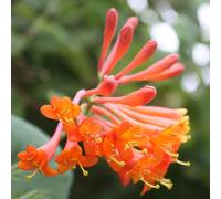 Caprifoglio, in vaso per l'arredamento dell'ufficio resistenti in vaso aromatiche antiche varietà in terno balcone con serra giardino giardino 200semi