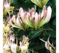 Caprifolium Caprifoglio 2L - Attraente per la sua fioritura rigogliosa
