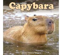 Capybara 2027 Calendar | Square Wall Calendar | Animal Gift | Plastic Free Packaging | by Avonside Publishing
