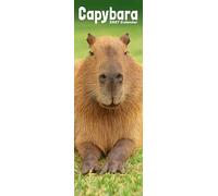 Capybara Slim 2027 Calendar | Slimline Wall Calendar | Animal Gift | Plastic Free Packaging | by Avonside Publishing