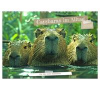 Capybaras im Alltag - Ein Jahr voller Abenteuer (Wandkalender 2026 DIN A2 quer), CALVENDO Monatskalender: Erlebe die charmanten Capybaras in ... ein neues, herzerwärmendes Abenteuer zeigen.