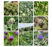 Carciofo - Cynara scolymus invernali per d'appartamento giardino orticole Aiuole rialzate per il giardino semi di selvatiche 75pcs