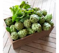 carciofo Letti elevati per giardino decorazione balconi giardino selvatico balcone resistenti semi bonsái interni verdi 350pcs