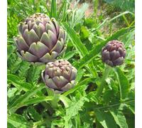 carciofo Letti elevati per il giardino semi di giardino verde selvatici semi 125pcs